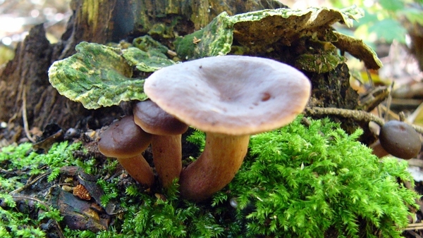 Levermelkzwam 02