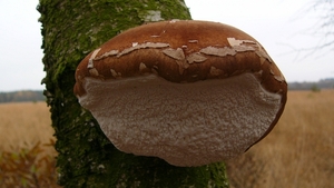 P1340132