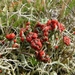 ROOD BEKERMOS