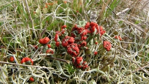 ROOD BEKERMOS