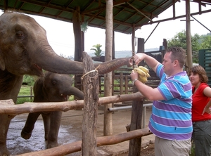 Thailand - Chiang mai- elephants feeding in Elephant nature park 