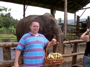 Thailand - Chiang mai- elephants feeding in Elephant nature park 