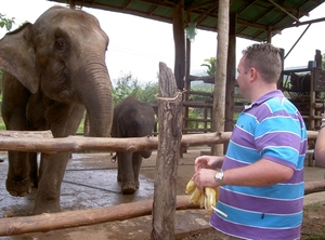 Thailand - Chiang mai- elephants feeding in Elephant nature park 