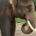 Thailand - Chiang mai- elephants feeding in Elephant nature park 