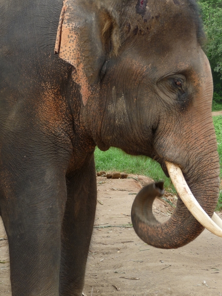 Thailand - Chiang mai- elephants feeding in Elephant nature park 