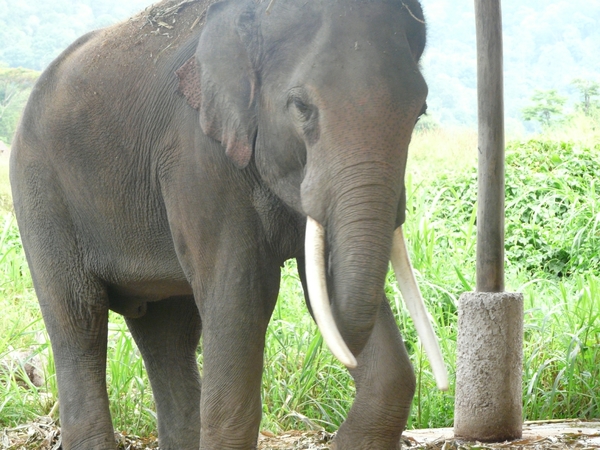 Thailand - Chiang mai- elephants feeding in Elephant nature park 