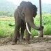 Thailand - Chiang mai- elephants feeding in Elephant nature park 