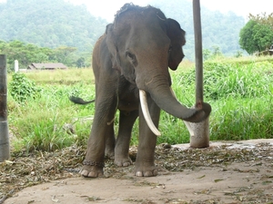 Thailand - Chiang mai- elephants feeding in Elephant nature park 