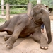 Thailand - Chiang mai- elephants feeding in Elephant nature park 