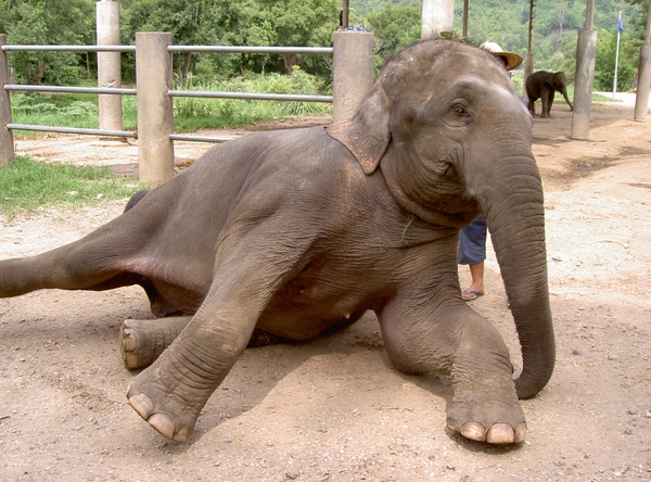 Thailand - Chiang mai- elephants feeding in Elephant nature park 