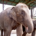 Thailand - Chiang mai- elephants feeding in Elephant nature park 