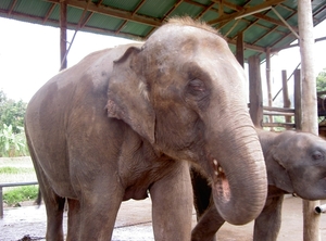 Thailand - Chiang mai- elephants feeding in Elephant nature park 