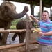 Thailand - Chiang mai- elephants feeding in Elephant nature park 