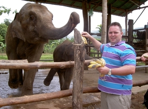 Thailand - Chiang mai- elephants feeding in Elephant nature park 