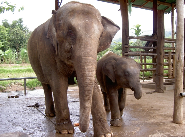 Thailand - Chiang mai- elephants feeding in Elephant nature park 