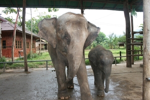 Thailand - Chiang mai- elephants feeding in Elephant nature park 