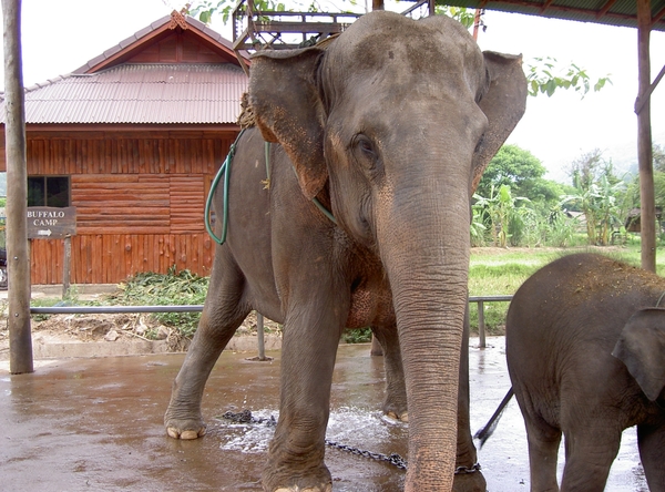 Thailand - Chiang mai- elephants feeding in Elephant nature park 