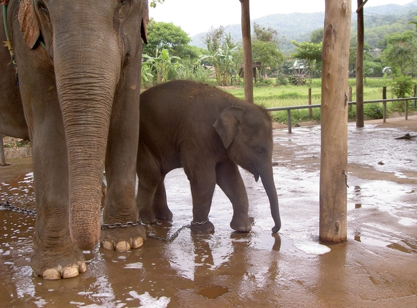 Thailand - Chiang mai- elephants feeding in Elephant nature park 