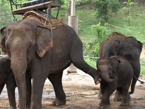 Thailand - Chiang mai- elephants feeding in Elephant nature park 