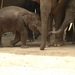 Thailand - Chiang mai- elephants feeding in Elephant nature park 