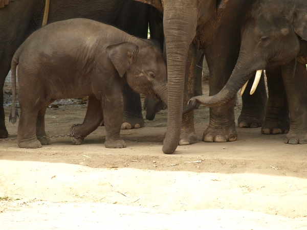 Thailand - Chiang mai- elephants feeding in Elephant nature park 