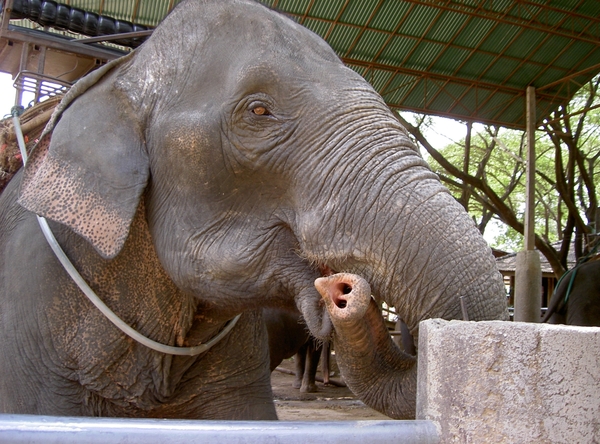 Thailand - Chiang mai- elephants feeding in Elephant nature park 