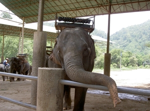 Thailand - Chiang mai- elephants feeding in Elephant nature park 