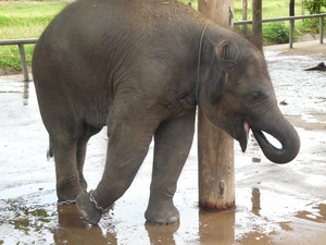 Thailand - Chiang mai- elephants feeding in Elephant nature park 