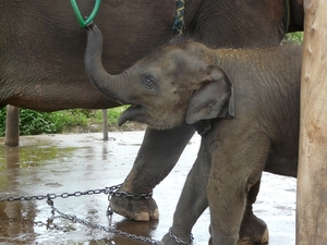 Thailand - Chiang mai- elephants feeding in Elephant nature park 