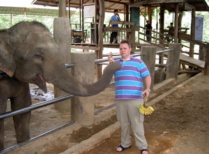 Thailand - Chiang mai- elephants feeding in Elephant nature park 