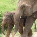 Thailand - Chiang mai- elephants feeding in Elephant nature park 