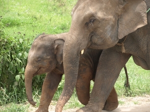 Thailand - Chiang mai- elephants feeding in Elephant nature park 