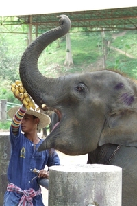 Thailand - Chiang mai- elephants feeding in Elephant nature park 