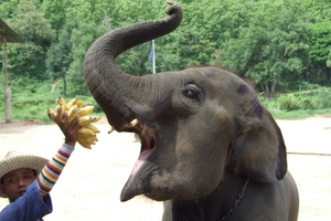 Thailand - Chiang mai- elephants feeding in Elephant nature park 