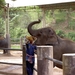 Thailand - Chiang mai- elephants feeding in Elephant nature park 