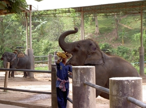 Thailand - Chiang mai- elephants feeding in Elephant nature park 