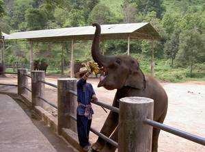 Thailand - Chiang mai- elephants feeding in Elephant nature park 