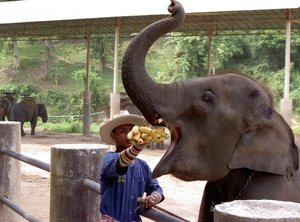 Thailand - Chiang mai- elephants feeding in Elephant nature park 