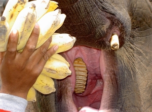 Thailand - Chiang mai- elephants feeding in Elephant nature park 