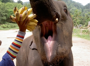 Thailand - Chiang mai- elephants feeding in Elephant nature park 