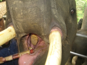 Thailand - Chiang mai- elephants feeding in Elephant nature park 