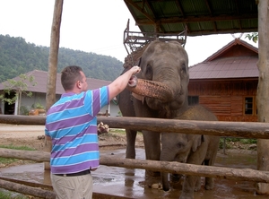 Thailand - Chiang mai- elephants feeding in Elephant nature park 