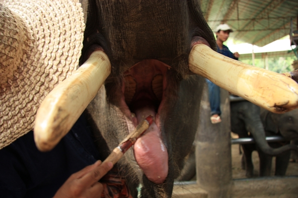 Thailand - Chiang mai- elephants feeding in Elephant nature park 