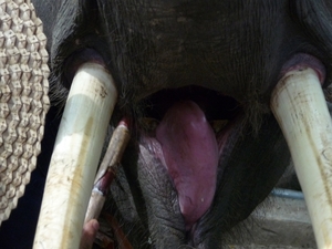 Thailand - Chiang mai- elephants feeding in Elephant nature park 