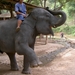 Thailand - Chiang mai- elephants feeding in Elephant nature park 