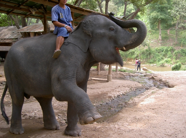 Thailand - Chiang mai- elephants feeding in Elephant nature park 