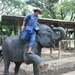 Thailand - Chiang mai- elephants feeding in Elephant nature park 