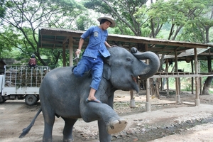 Thailand - Chiang mai- elephants feeding in Elephant nature park 