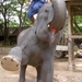 Thailand - Chiang mai- elephants feeding in Elephant nature park 