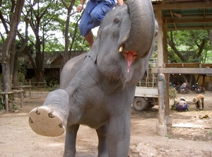 Thailand - Chiang mai- elephants feeding in Elephant nature park 